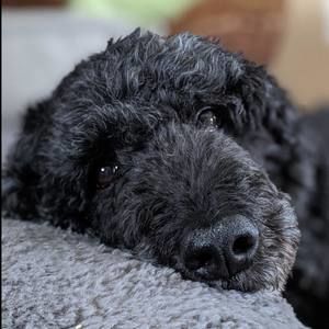 Meet your Posher, Bianca